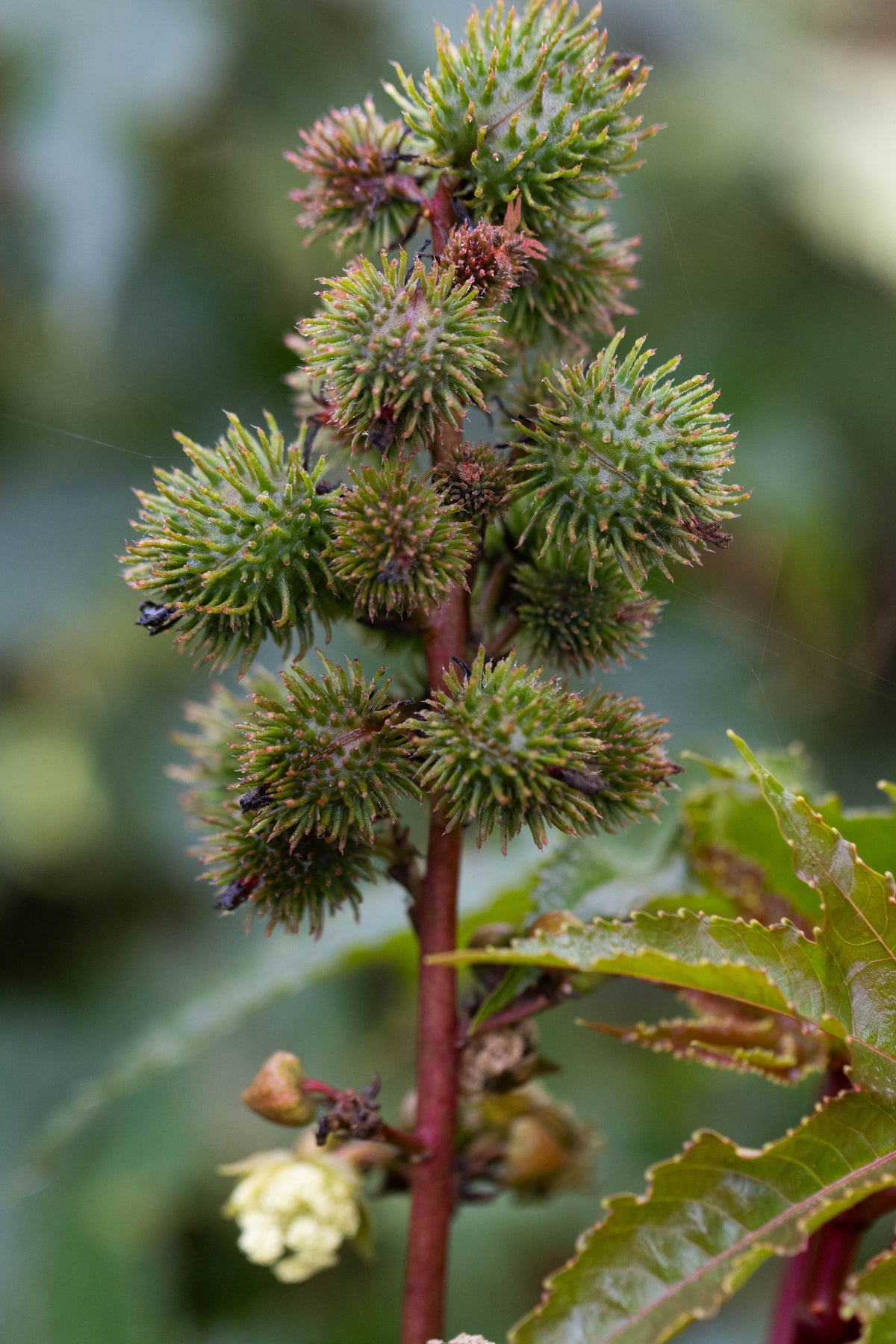 Stekelige zaaddozen van de wonderboom (Ricinus communis), voor de castorolie van The Cleaning Lady van Rosie's Naturals