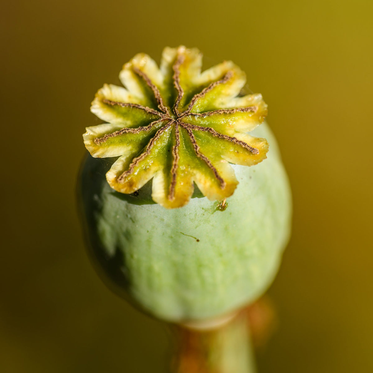 Zaaddoos van de slaapbol (Papaver somniferum), voor de papaverolie van The Cleaning Lady van Rosie's Naturals